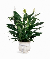 Comfort Planter from Maplehurst Florist, local flower shop in Essex Junction